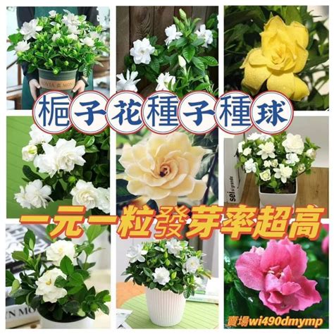 梔子花種子哪裡買|現貨 梔子花種子 濃香型梔子花（種子）特價 梔子花種子 多品種